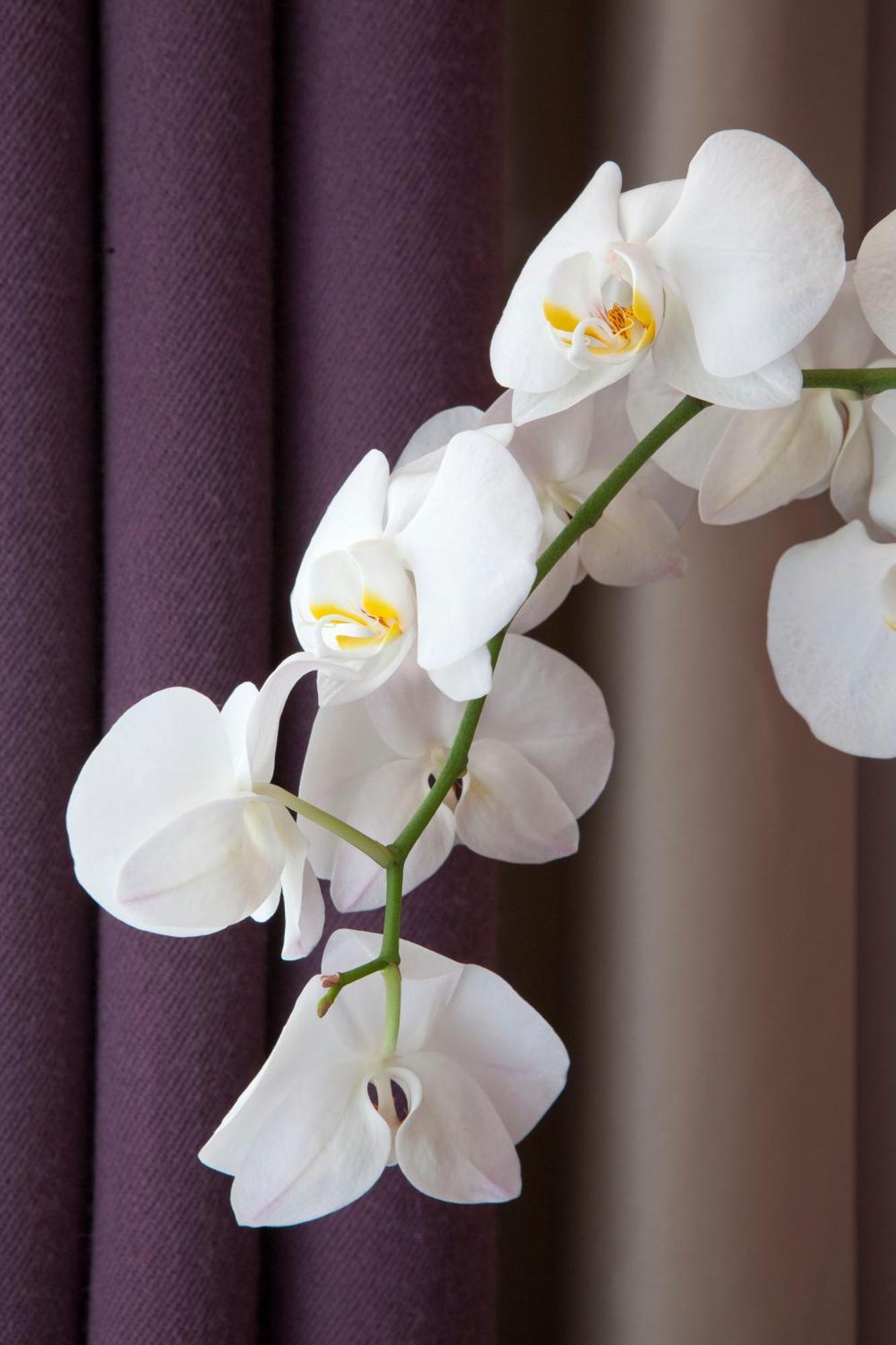 Hotel Duret Paris Eksteriør billede